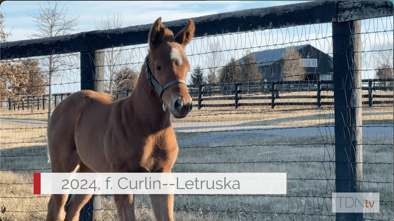 Meet Letruska's First Foal at Terrazas Thoroughbreds